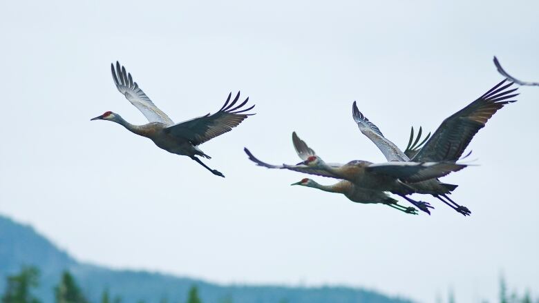 Sandhill Cranes in Kakushdish harbour