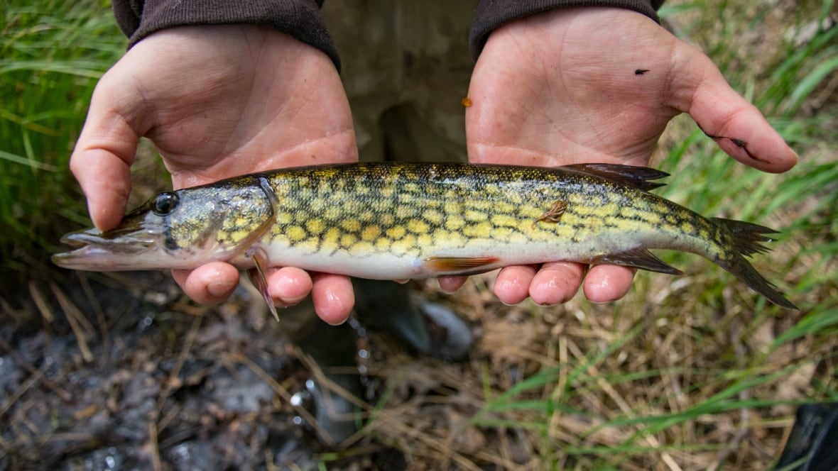 Chain pickerel invade critical Nova Scotia salmon habitat Nova Scotia