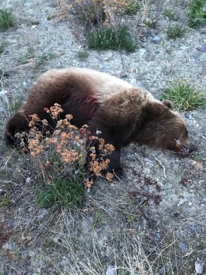 Dead grizzly bear