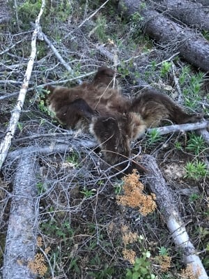 Dead grizzly