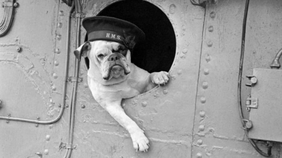 Animals often served as mascots during the Second World War.
