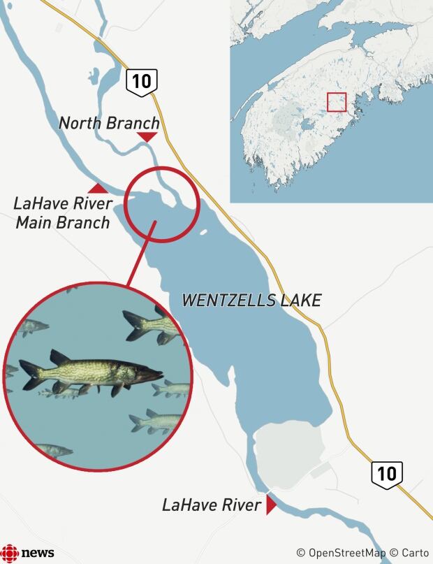 Chain pickerel invade critical Nova Scotia salmon habitat CBC News
