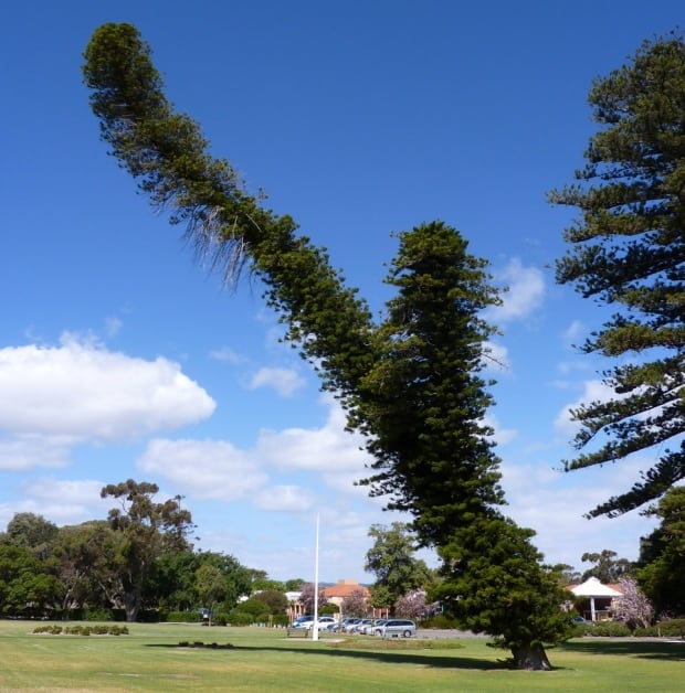 Cook pine 40 degree lean