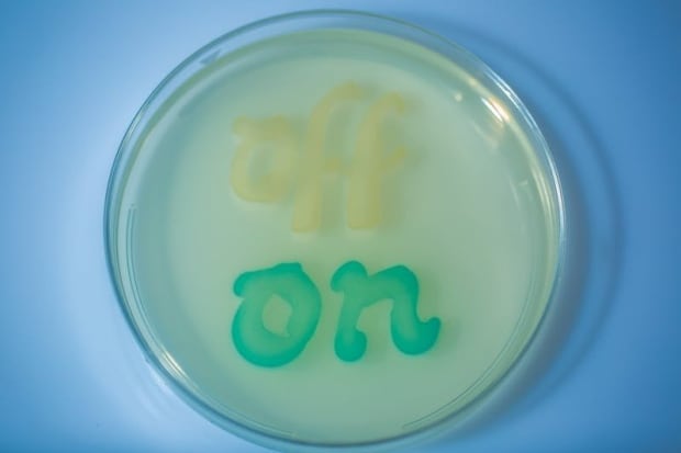blue bacteria