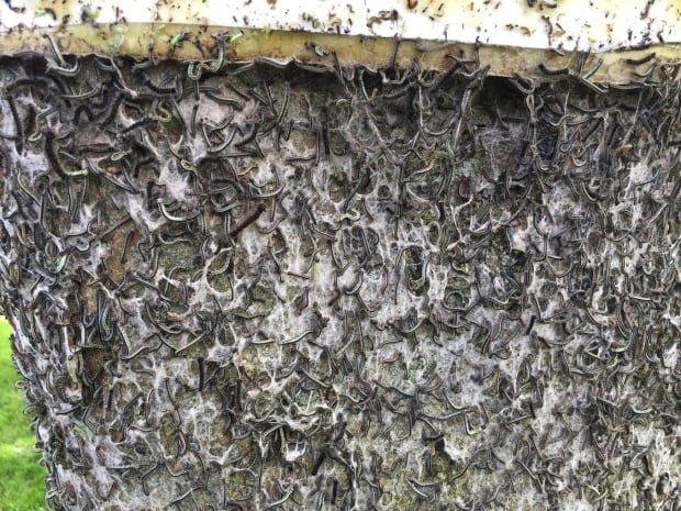 Cankerworm covered tree in Missussauga