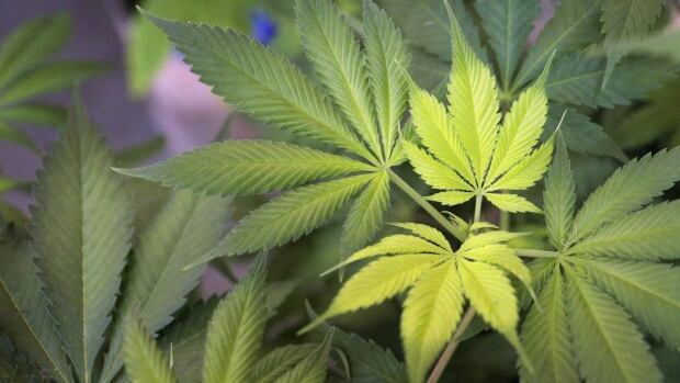 Marijuana will be legal in Canada by July 1.