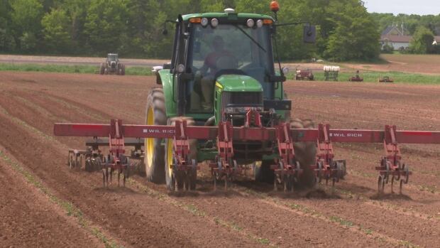 new strawberry field