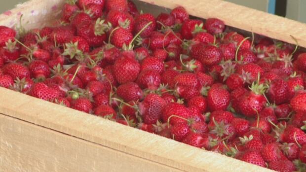 strawberry box