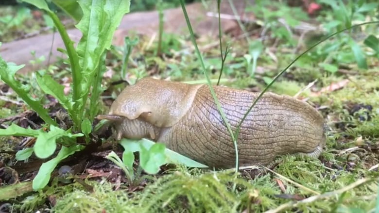 Slug