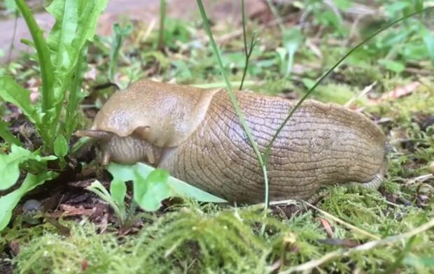 Slug