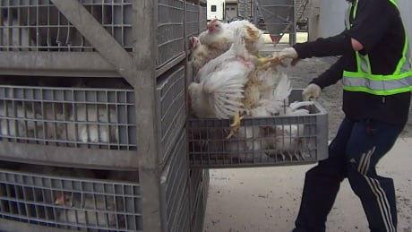 An undercover video shot by the non-profit animal advocacy group Mercy for Animals depicts several scenes of animal abuse that allegedly took place in Chilliwack, B.C. Chilliwack animal video