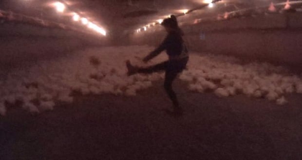 Elite Farms animal abuse