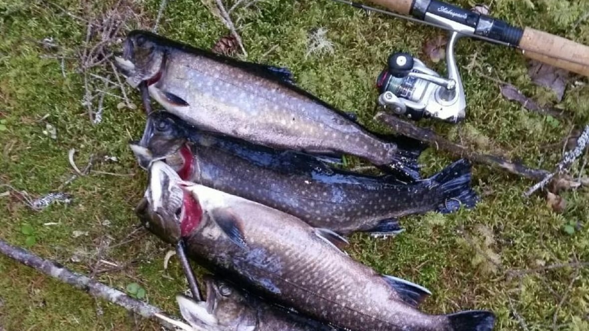 Trout gobbling up mice along Nova Scotia rivers Nova Scotia CBC News
