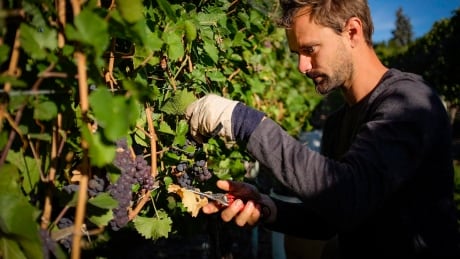 A picker collects grapes at the Okanagan Valley's River Stone Estate Winery in Oliver, B.C. Some senators are opposed to the Liberal government's move to hike alcohol excise duties by two per cent and index them to inflation. FEA BC Wine Harvest 20160912