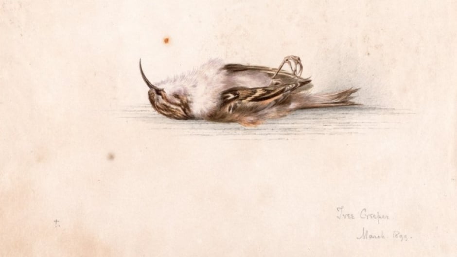 The 118 year old water colour painting was discovered in a historic hut in Cape Adare, Antarctica.