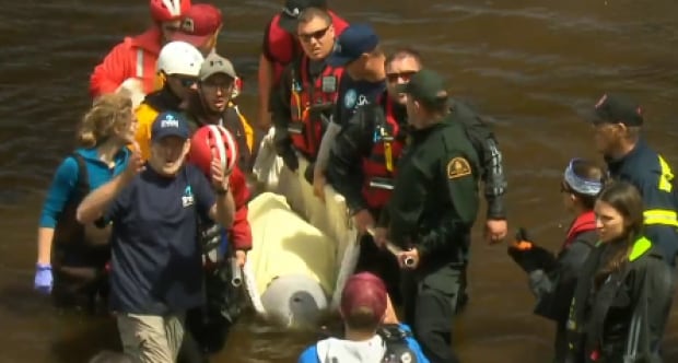 Beluga Rescue, New Brunswick