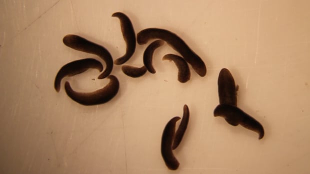 worms!