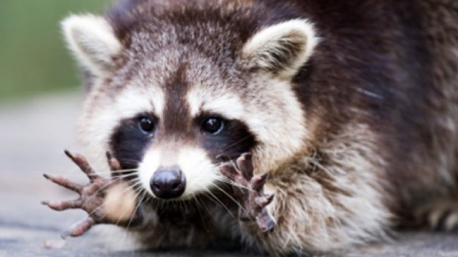 A rabid raccoon (not the one pictured here) recently attacked a Maine jogger.