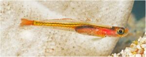 A new species of goby