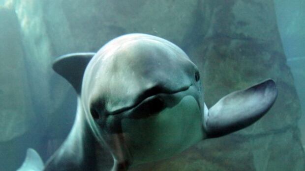 Harbour porpoise rescued in 2008 dies at Vancouver Aquarium