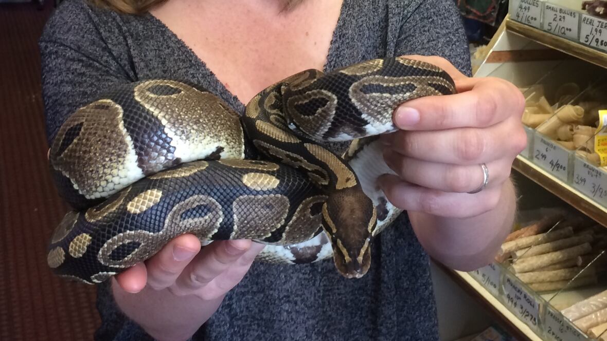 Why I decided to face one of my worst fears and touch a snake Home