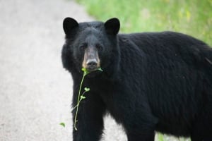 Black bear Yukon