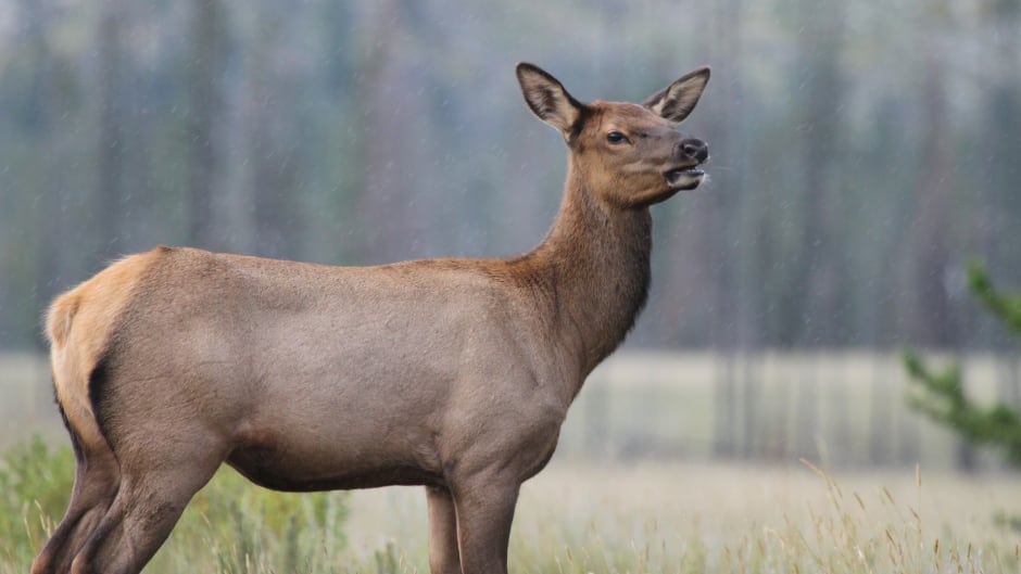 By the time a female elk reaches the age of around 10, it is practically "bulletproof," says Mark Boyce.