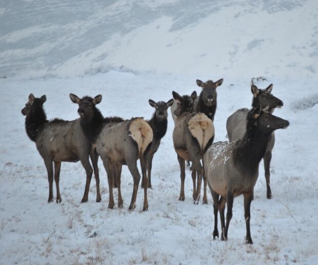 Elk herd