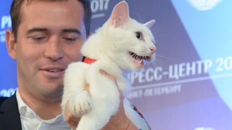 Achilles is the deaf cat who will be predicting Confederations Cup outcomes at the Hermitage Museum in Russia. russian-cat-160617