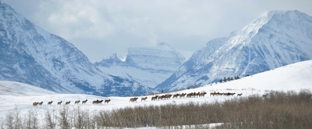 Distant elk herd