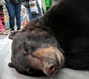 black bear salluit