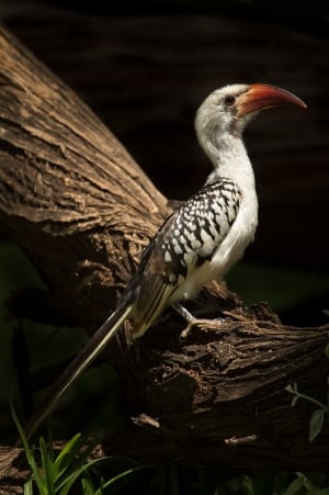 Red Hornbill female