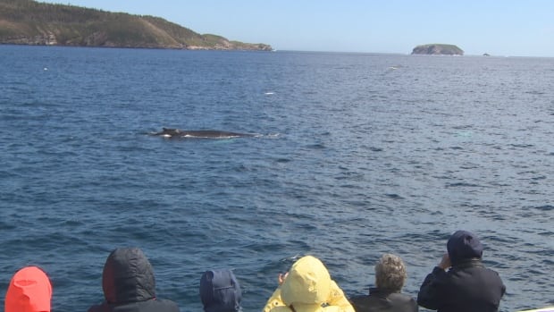 Whale watching off Bay Bulls