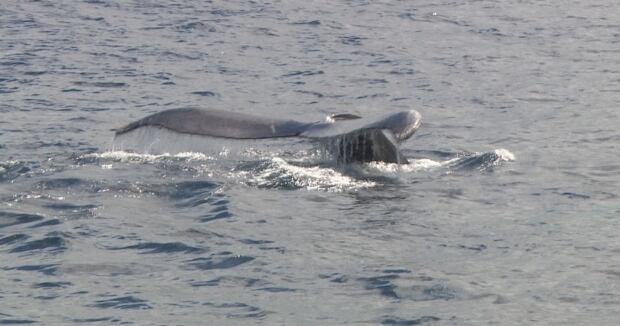 Whale tail