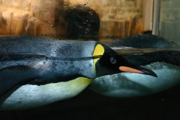 Montreal biodome