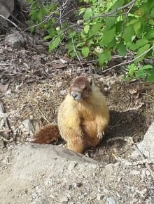 marmot 2