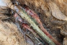 neck wound nwt spca