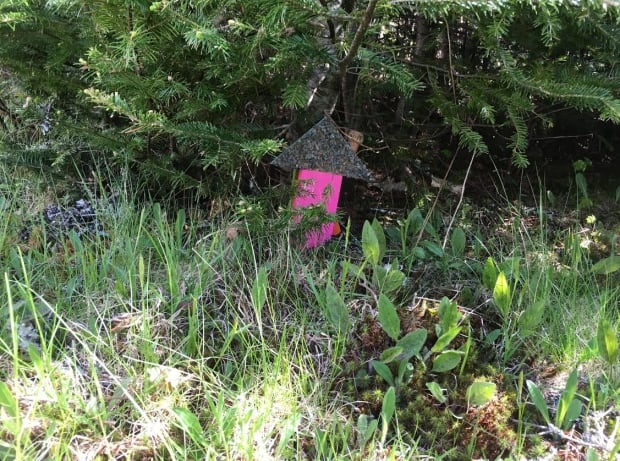 Little pink gnome home