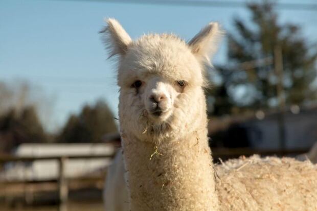 Furry alpaca