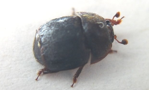 small-hive-beetle