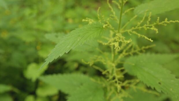 Stinging nettle