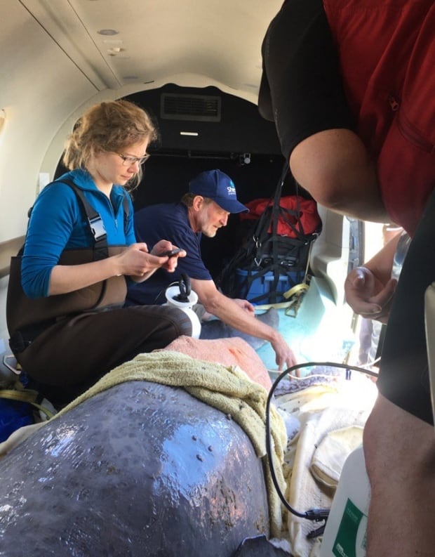 beluga on plane