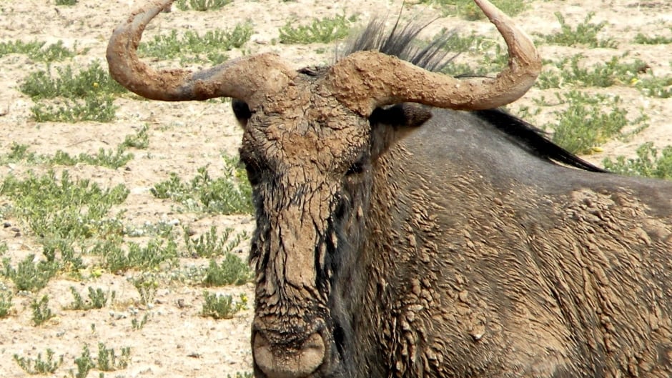 Wildebeest
