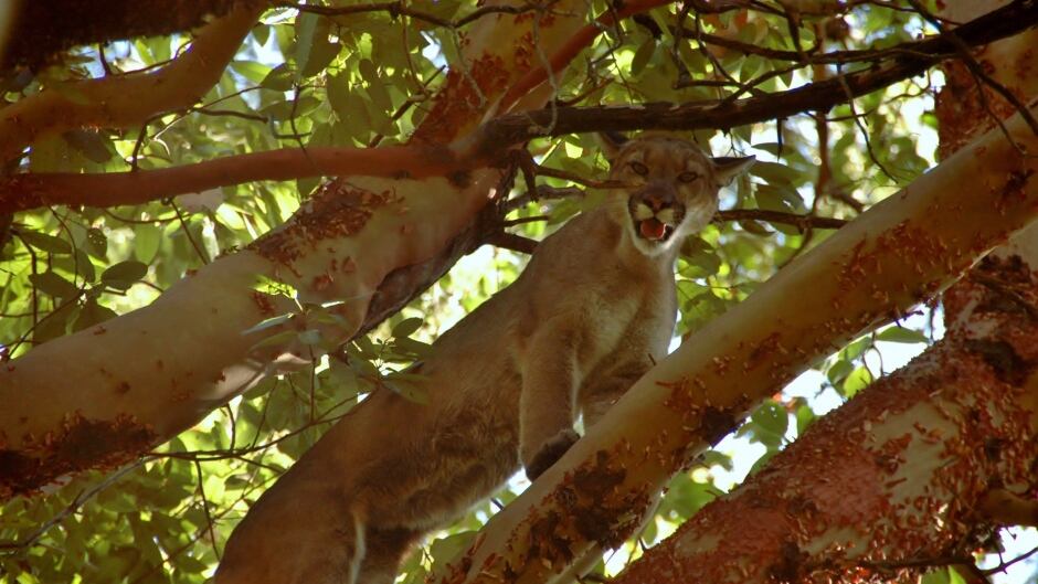 Scaredycat cougars frightened into killing more prey Home Quirks