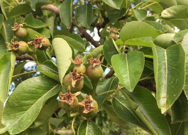 Pears at Puddicombe Estate