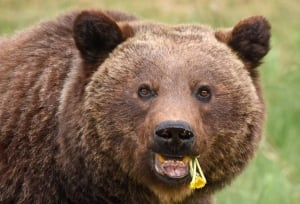 close up grizzly eating dandelions