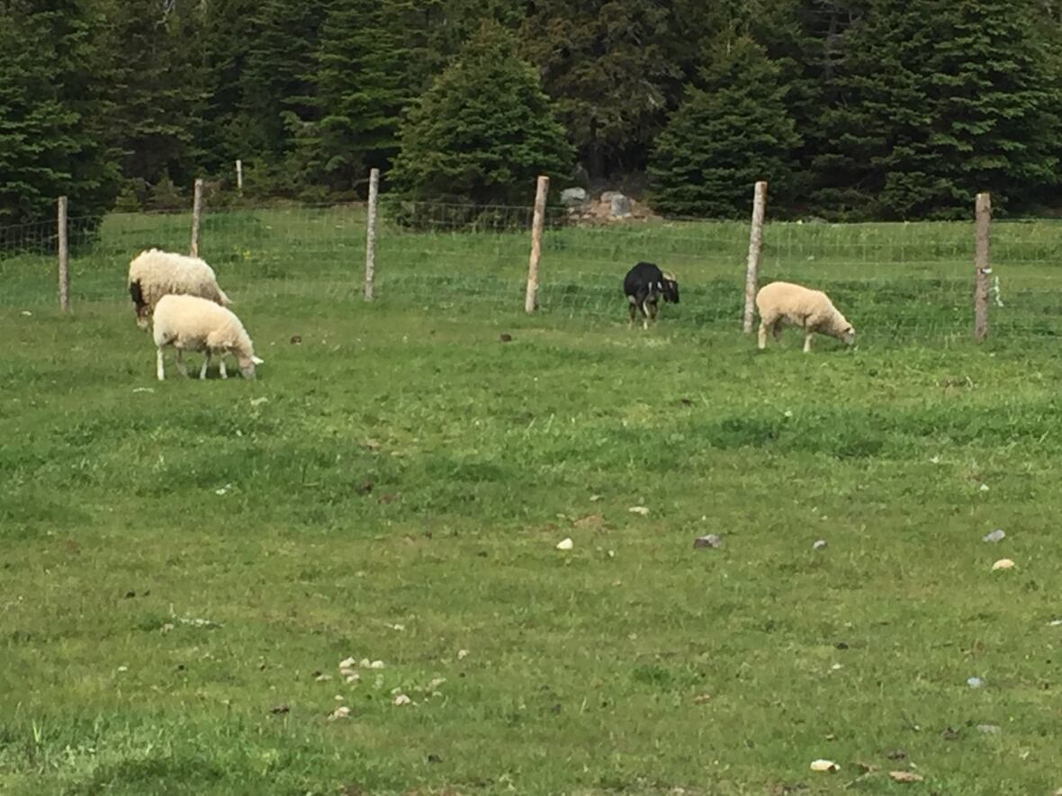 The secret garden of Green's Harbour CBC News