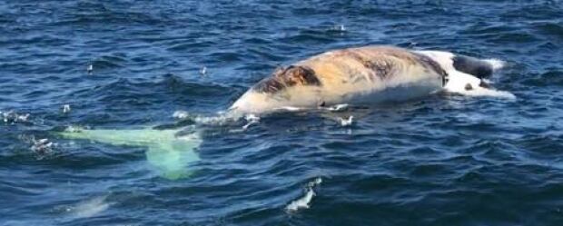 whale2