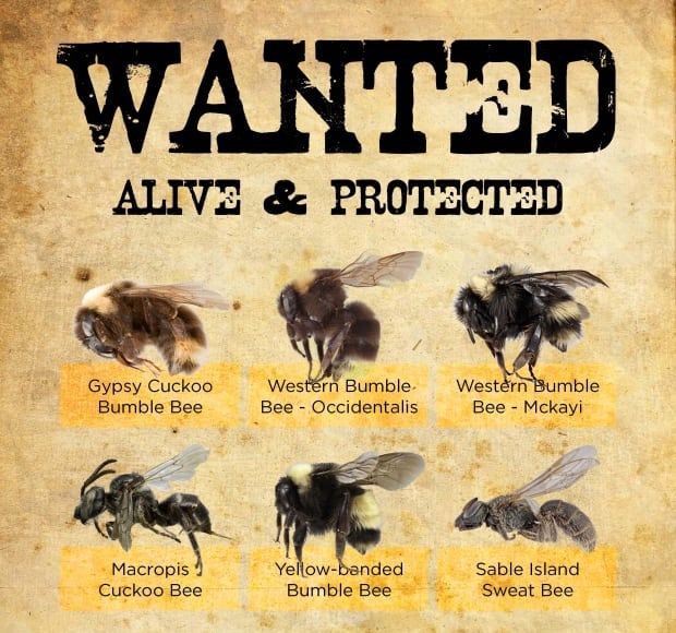 Friends of the Earth bees wanted poster