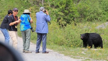 Visitors to Banff National Park approach a black bear to take photos in this photo that has been circulating on a local social media group. Several area residents said the photo was taken on Monday. Bear photo tourists Banff